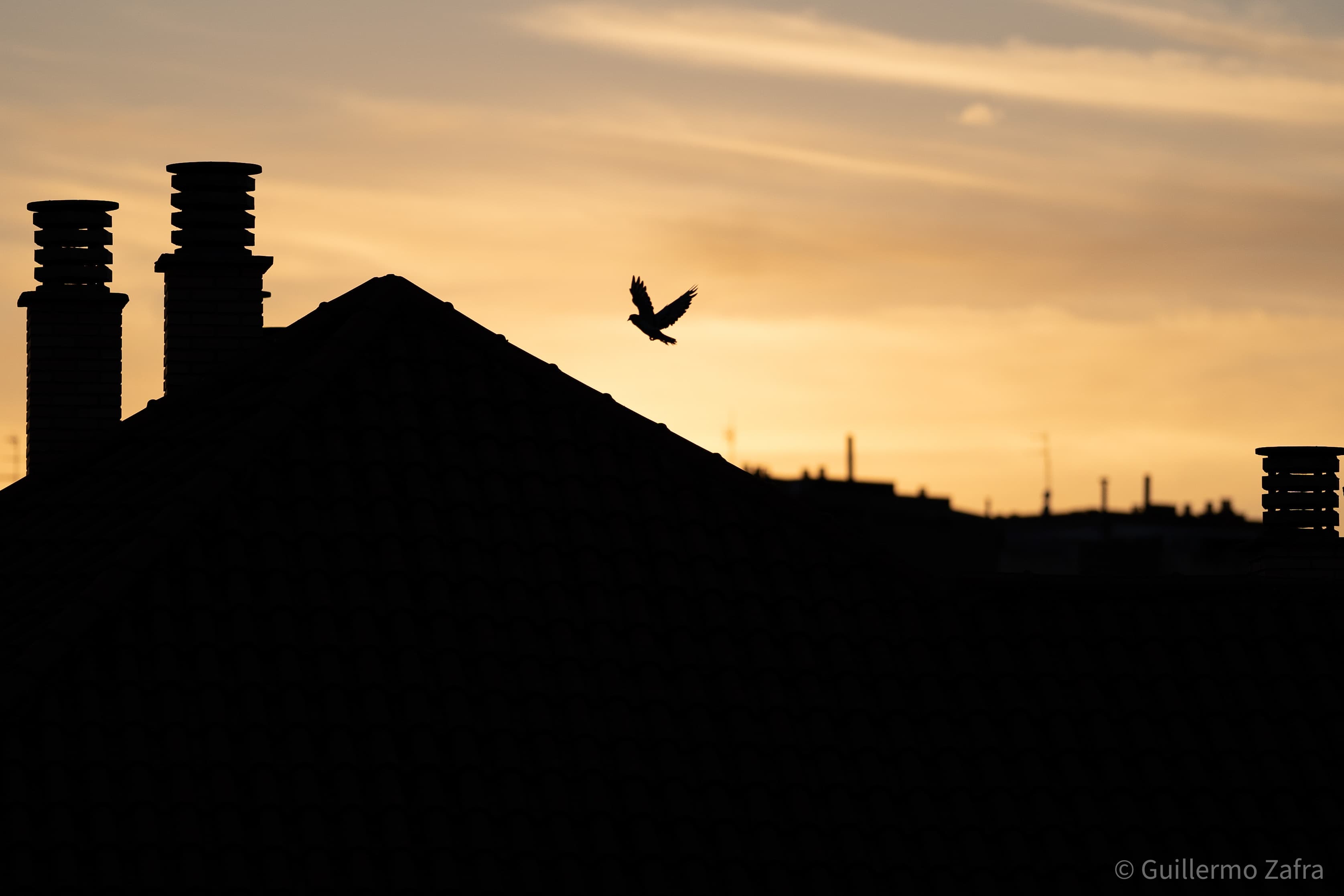 20210801 DSC02819