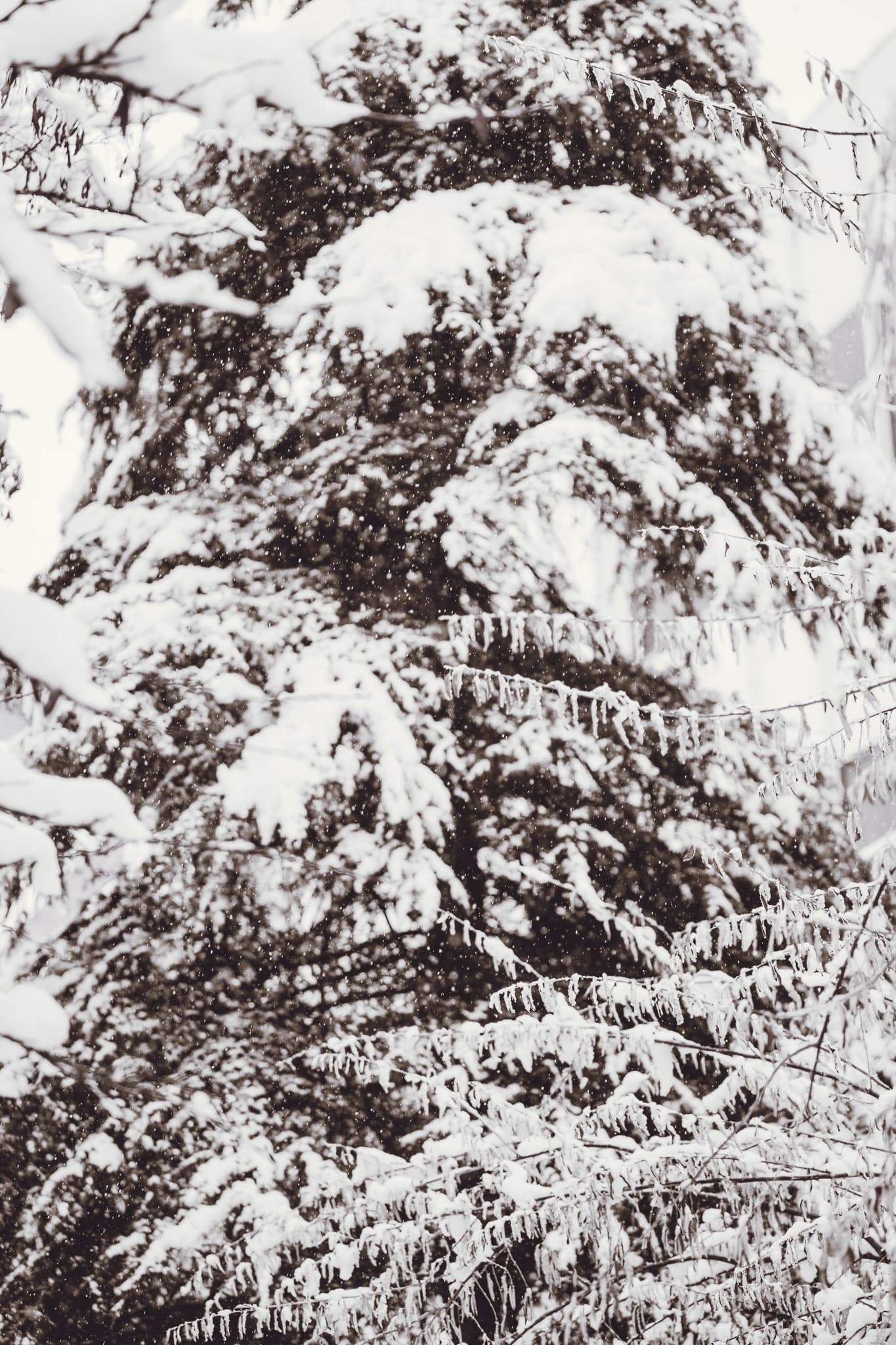 bg2