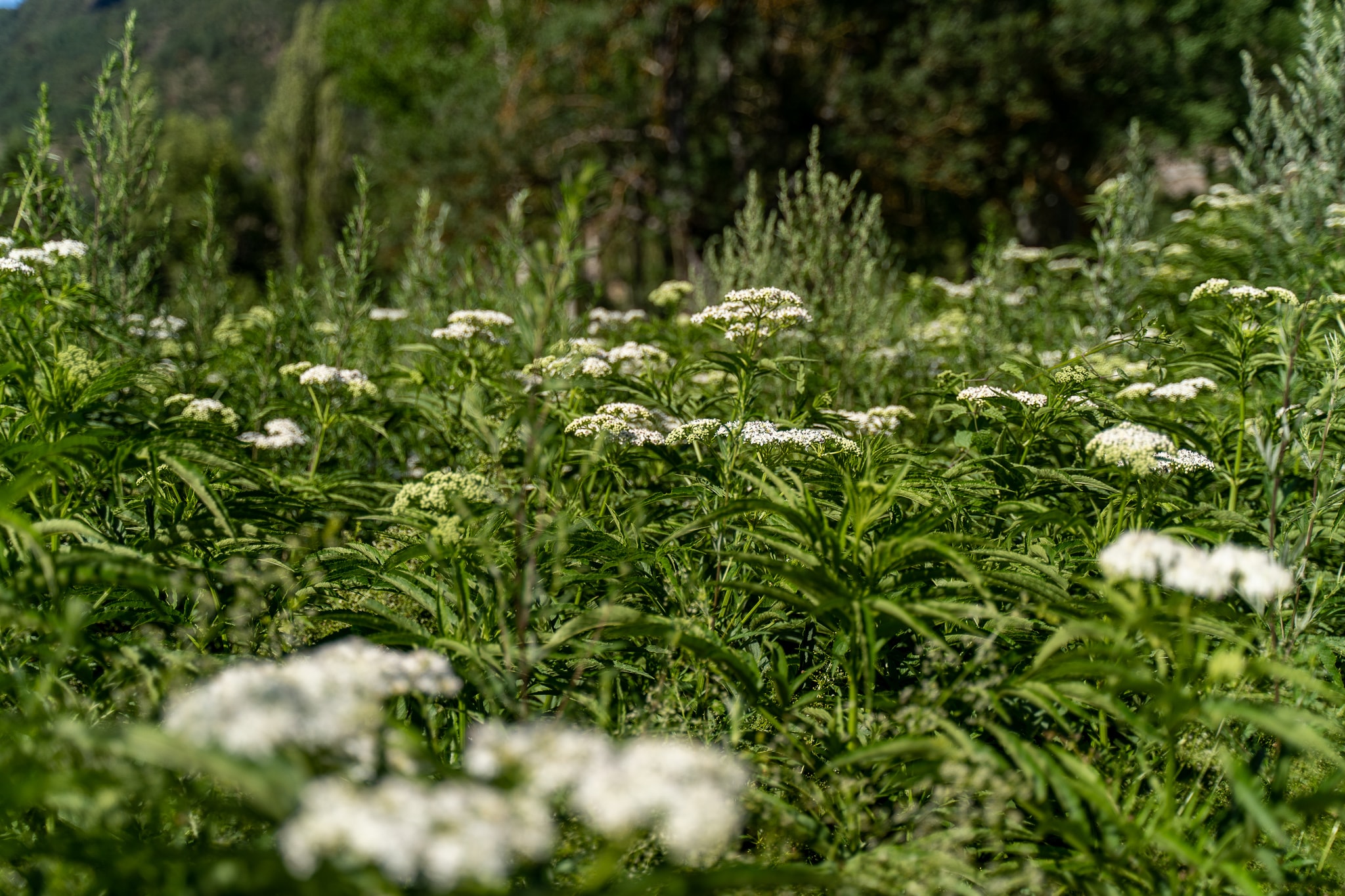 Nature